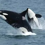 Orcas View Vestresand Lofoten Appartement *